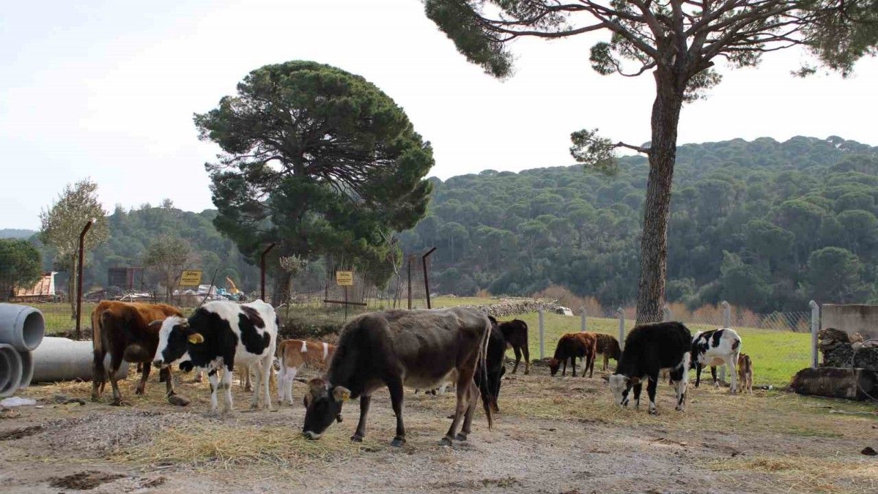 Yangınsavar inekler, askeri alanı yangından korumak için otluyor