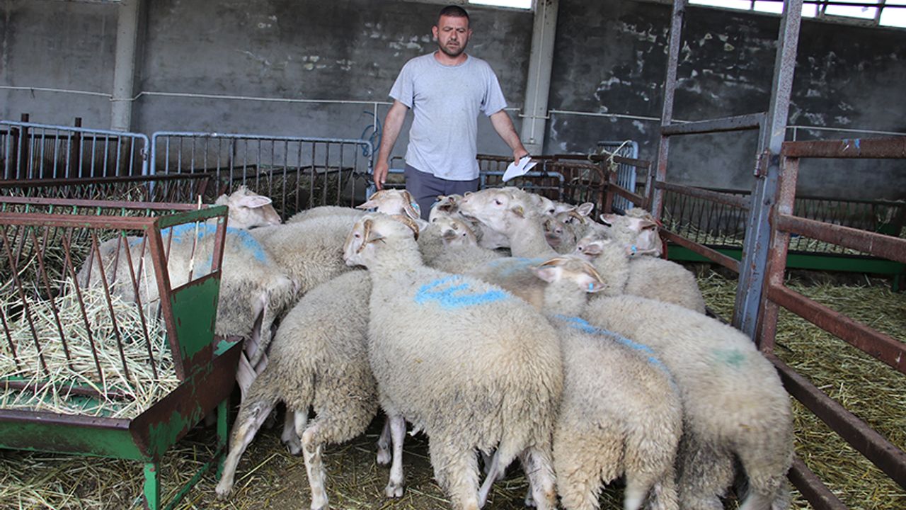 Padişah sofrasını süsleyen kıvırcık koyunlar Tekirdağ’da satışta