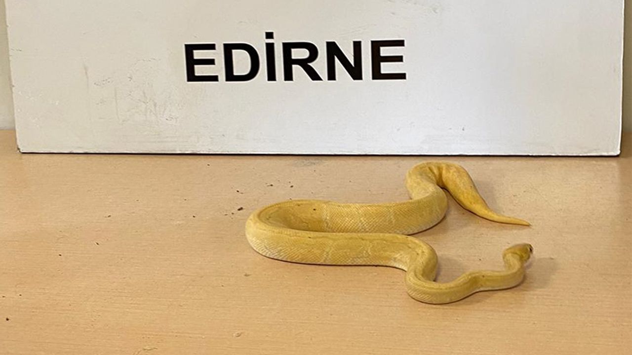 Sınır kapısında 28 piton yılanı yakalandı